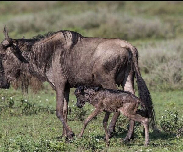 7 Days Wildlife Safari