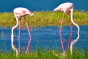 Lake Manyara National Park