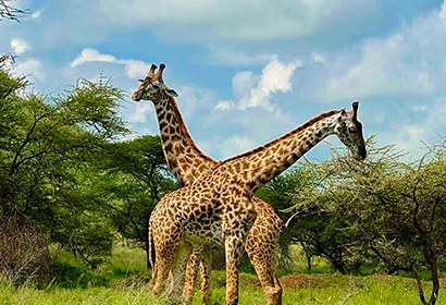 Mikumi National Parks