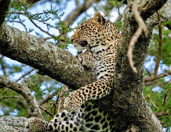 3 Days Wildlife Safari